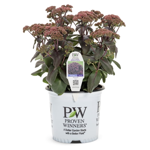 Proven Winners 5" Red Rock 'N Grow 'Midnight Velvet' Stonecrop Live Plant in 4.5" Pot