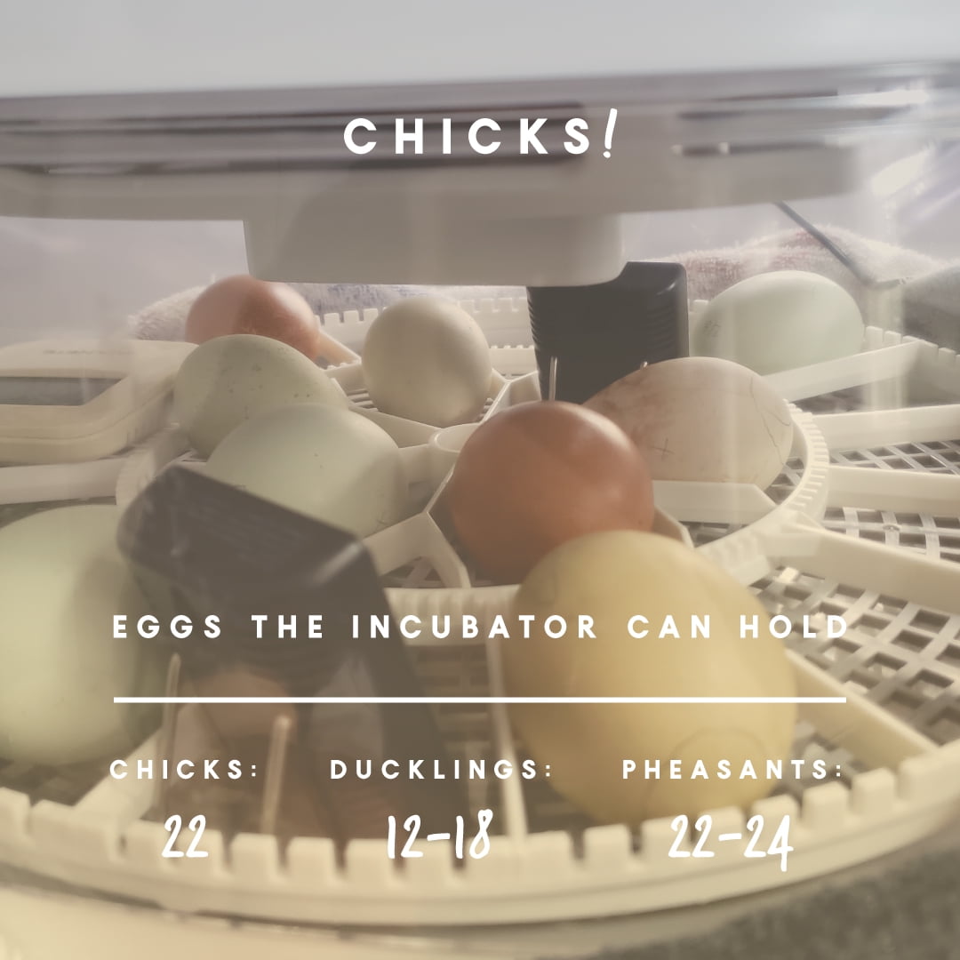 Buy Manna Pro Harris Farms Nurture Right Egg Incubator, 360 Degree View