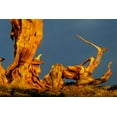 thumbnail image 2 of Jones, Adam 24x17 White Modern Wood Framed Museum Art Print Titled - Bristlecone pine at sunset-White Mountains-Inyo National Forest-California, 2 of 4