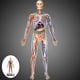 thumbnail image 5 of Anatomía Humana Sunnimix Rompecabezas de anatomía, 5 of 8