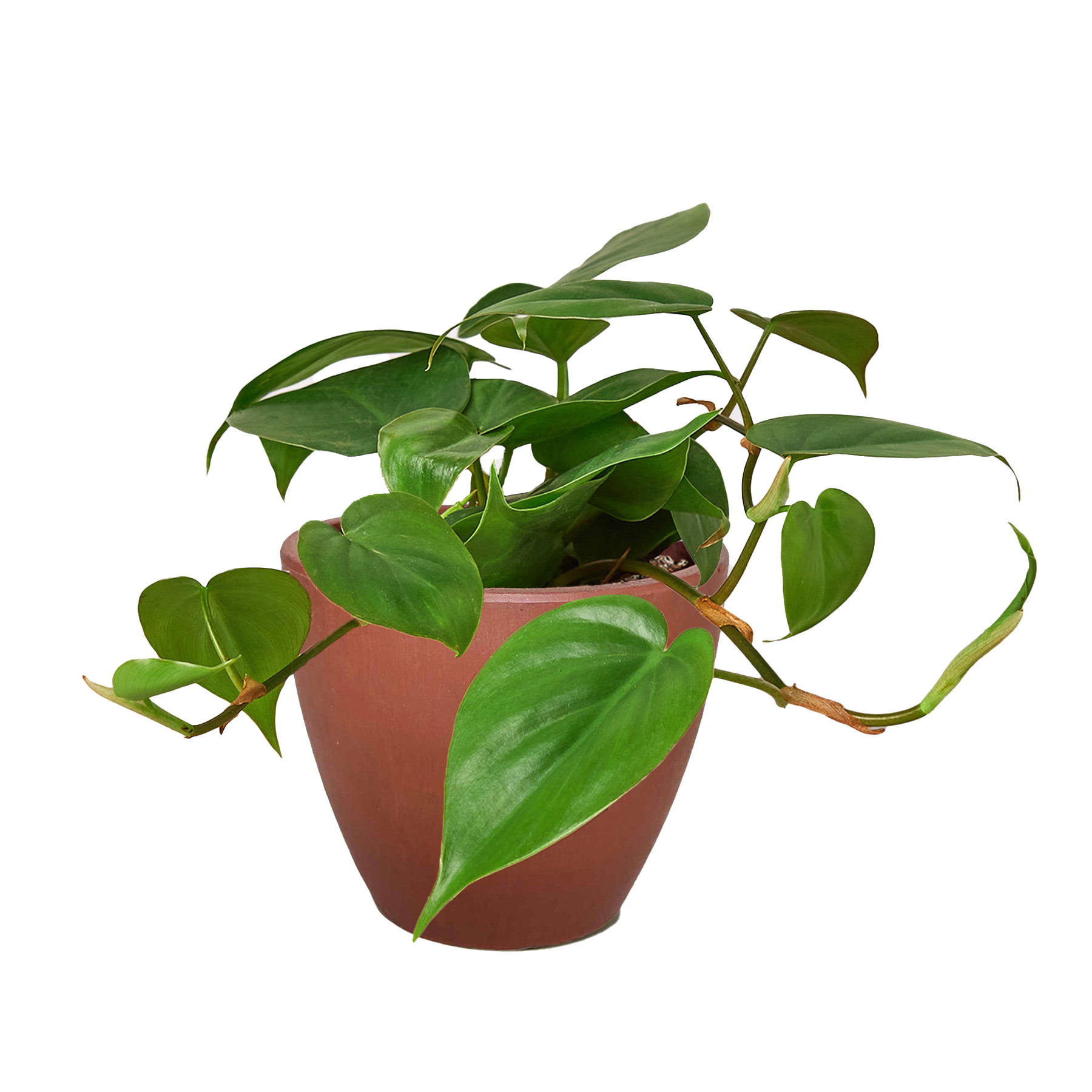 Philodendron Cordatum 'Heartleaf', 6" Pot, Indoor Houseplant, Easy Care, Live Plant for Indoor & Outdoor