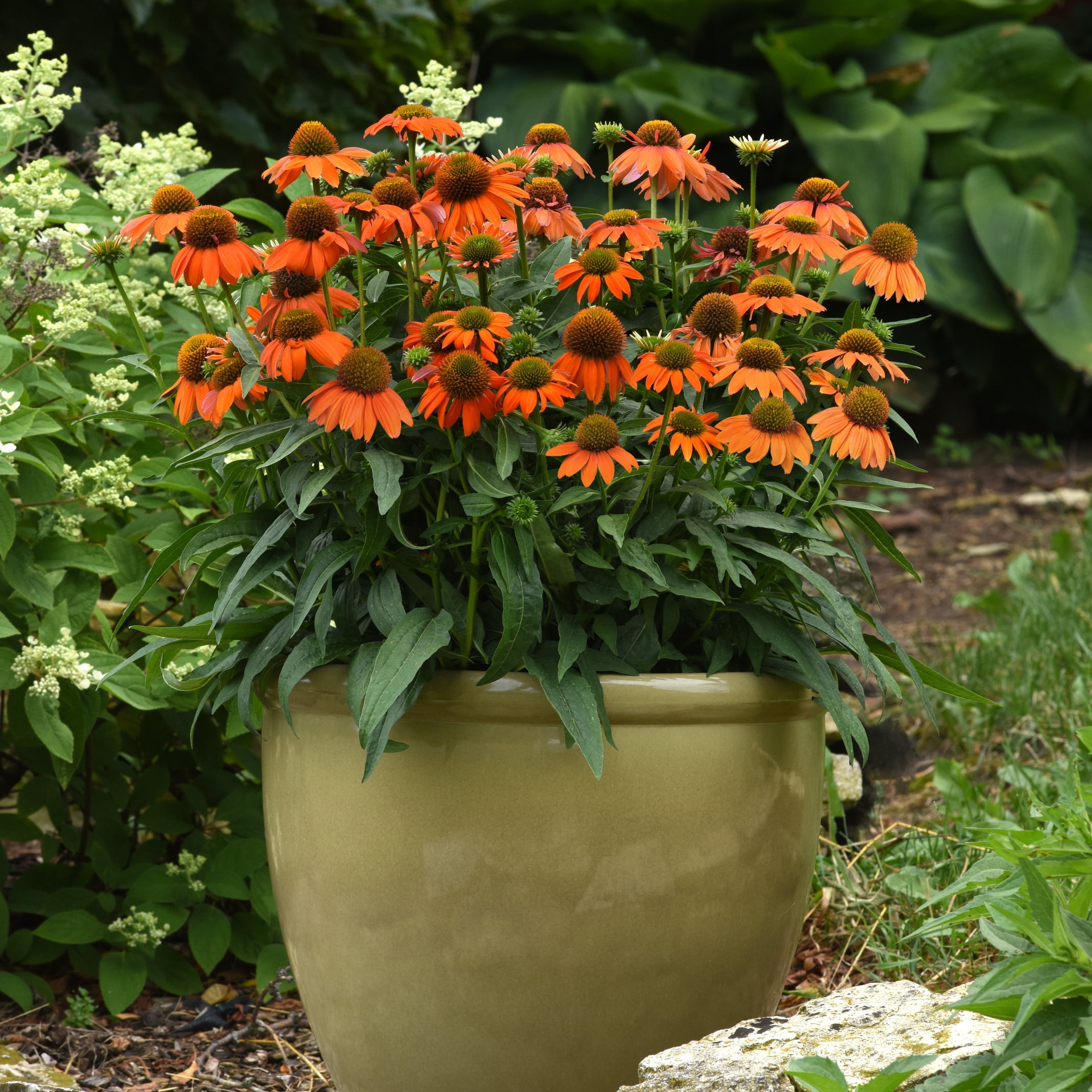 3.25 in. Echinacea Artisan ™ Coneflowers Live Perennial with Full Sun - 3 Piece