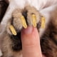 thumbnail image 4 of 100PCS Durable Pet Cat Soft PVC Nail Cover Paw Garra Cap Wrap Accesorio de aseo (Crystal Gold M), 4 of 8