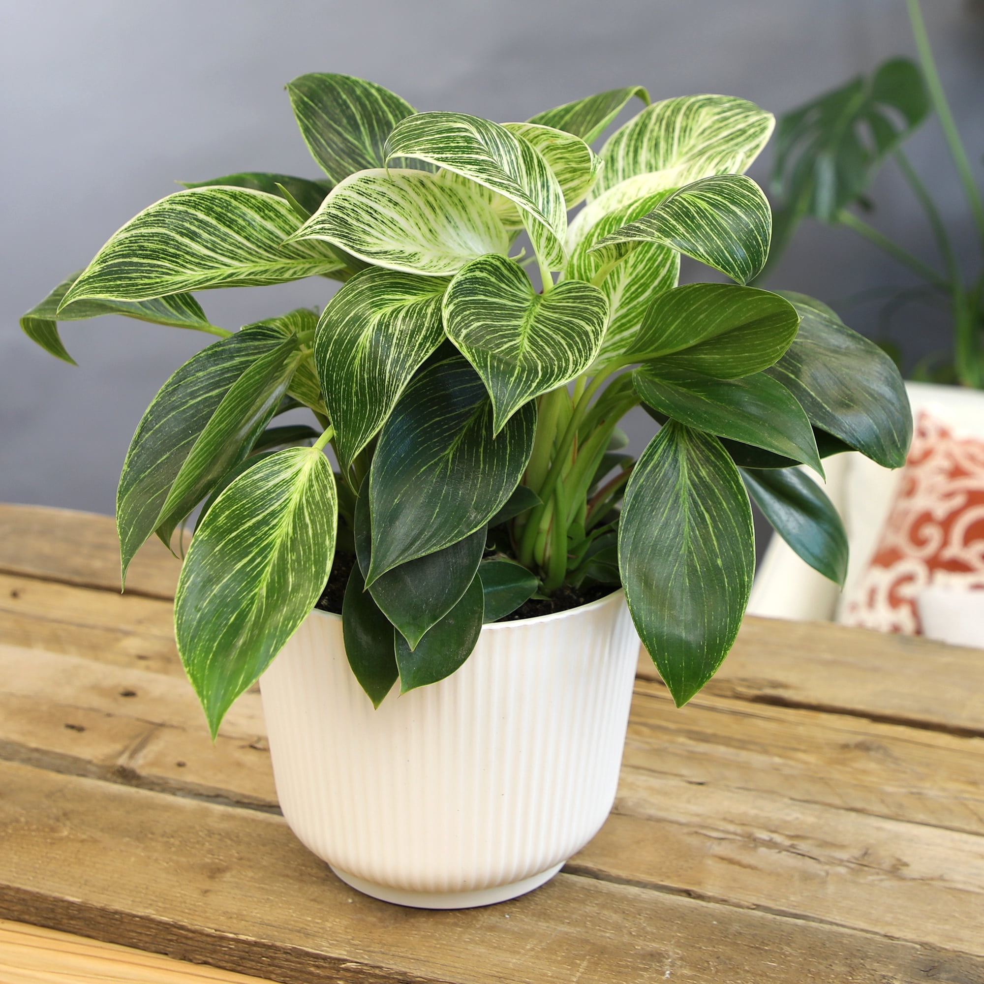 Philodendron Birkin Variegated Houseplant | 6in Decor Pot; Indirect Light | Element by Altman Plants