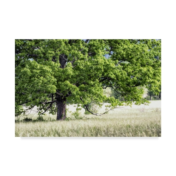 Trademark Fine Art 'Green Tree in Summer' Canvas Art by Danny Head