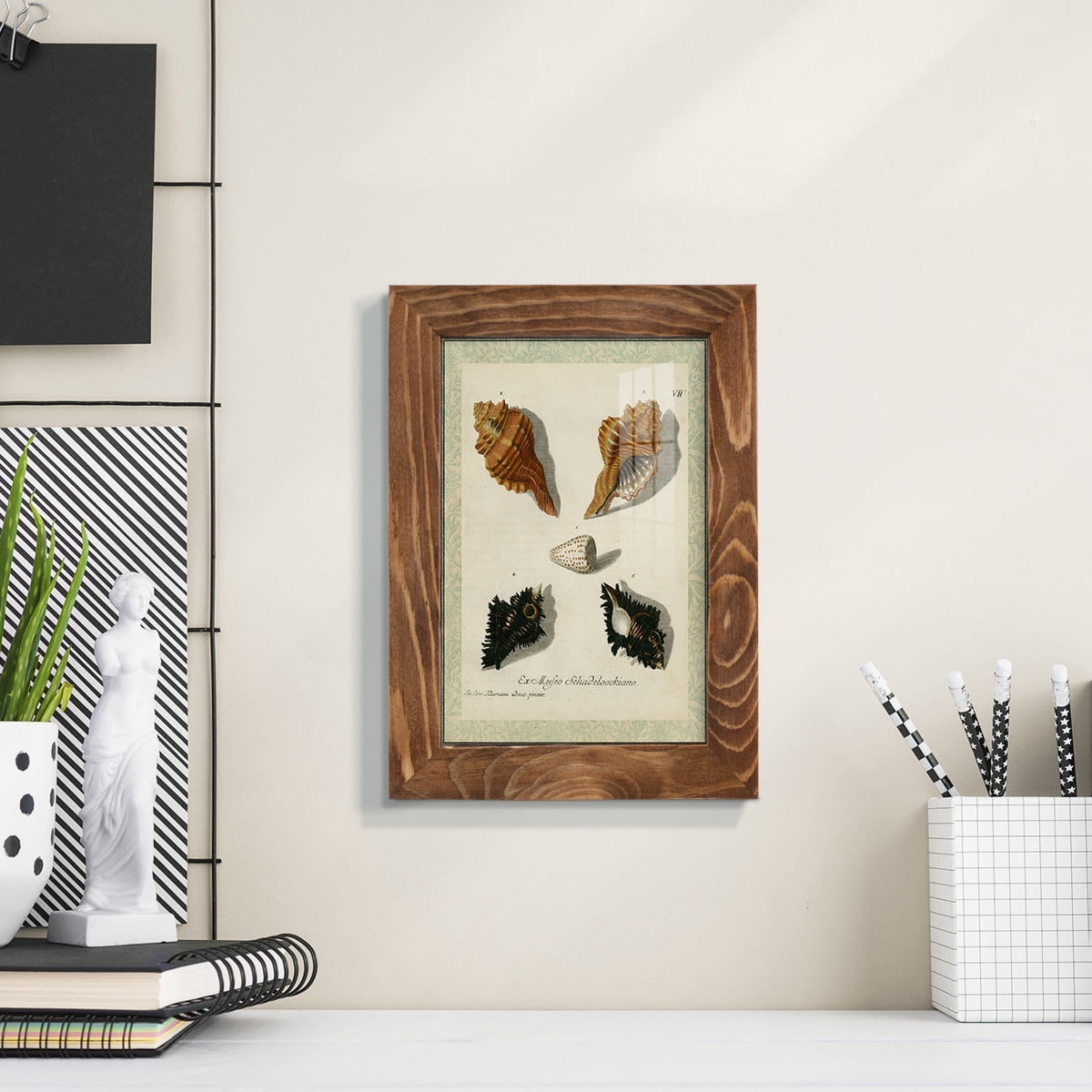 Bookplate Shells I - Framed Print w/glass - Walnut