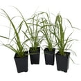 thumbnail image 2 of 4 Pink Pampas Grass Plants - Cortaderia selloana rosea - 2.5" Pot, 2 of 2