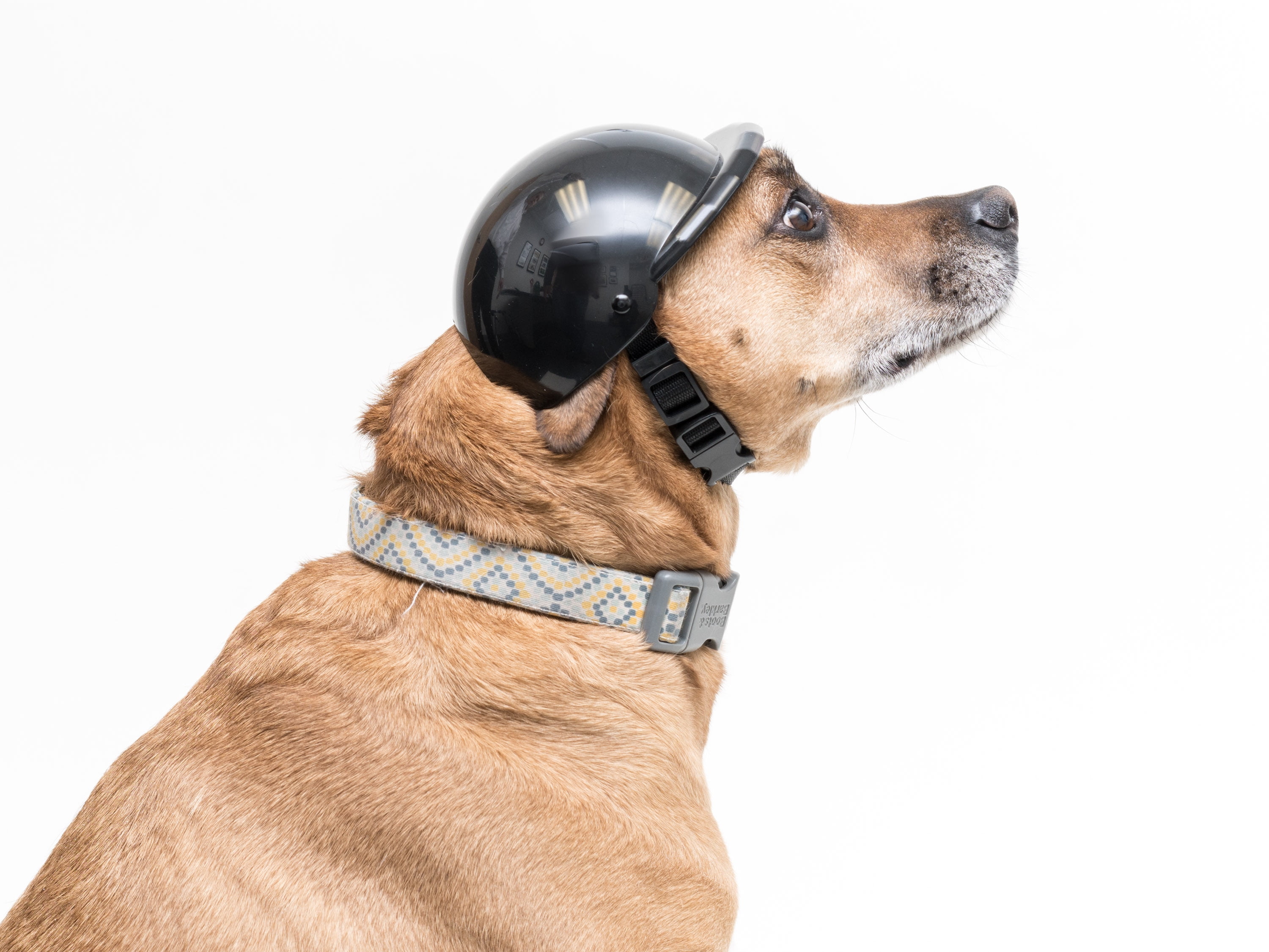 dog helmet