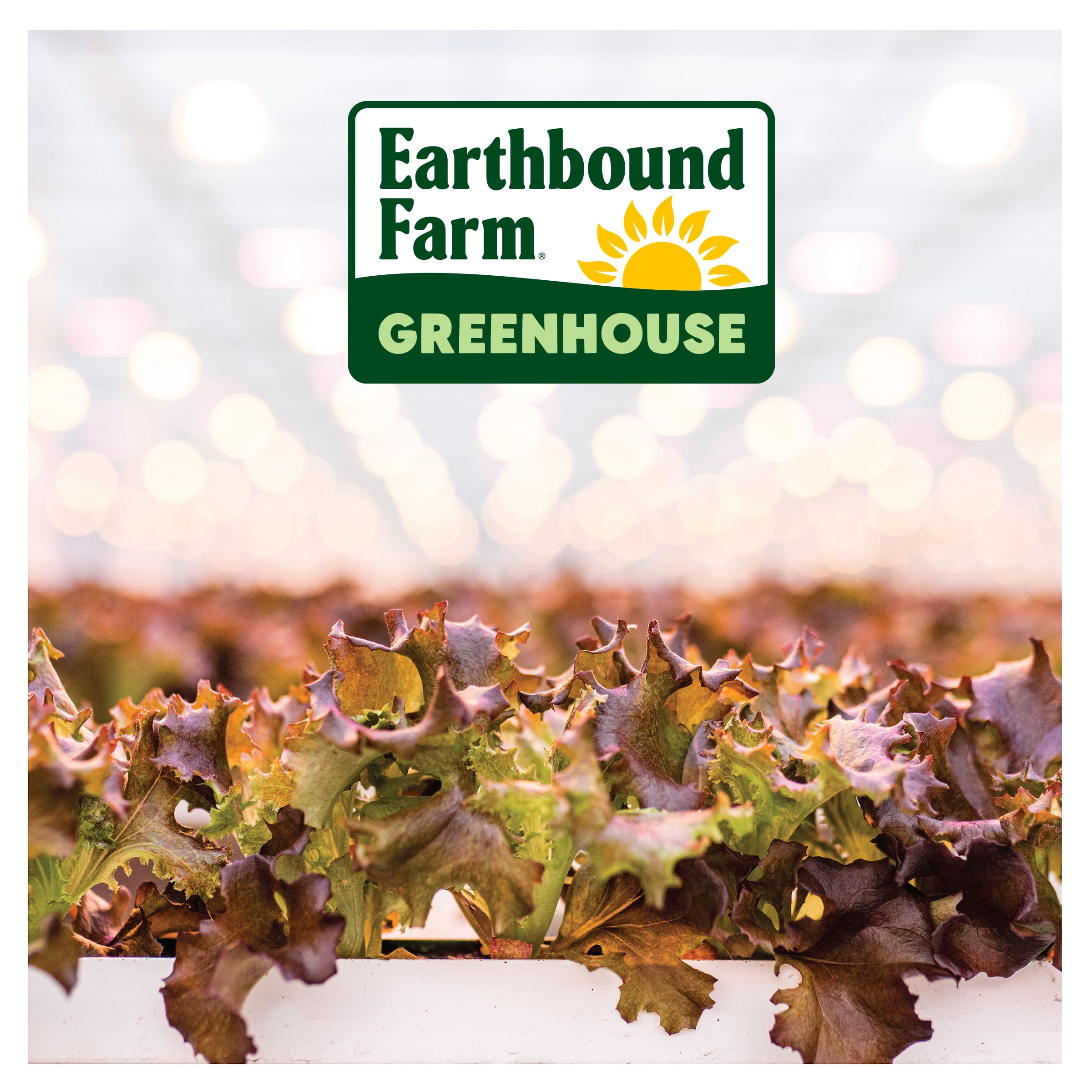 Earthbound Farm Greenhouse Baby Green Red Leaf 8oz