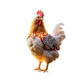 thumbnail image 4 of asddcavvf Christmas Animal Outdoor Garden Chicken Ground Plug Decoration Outdoor Christmas Animal Ground Plug 2D Small Garden Flags for outside with Sign Language Garden Label Outdoor Metal Cards for, 4 of 4