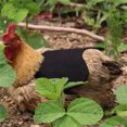 thumbnail image 4 of SLYNSHome Chicken Saddles for Hens,Chicken Apron Back Protector for Hens with Adjustable Strap Chicken Hen Mating Saddle - Black, 4 of 7
