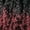 DR Burgundy, variant on Outre Knotless Square Parts 13x4 Lace Frontal Braid Wig