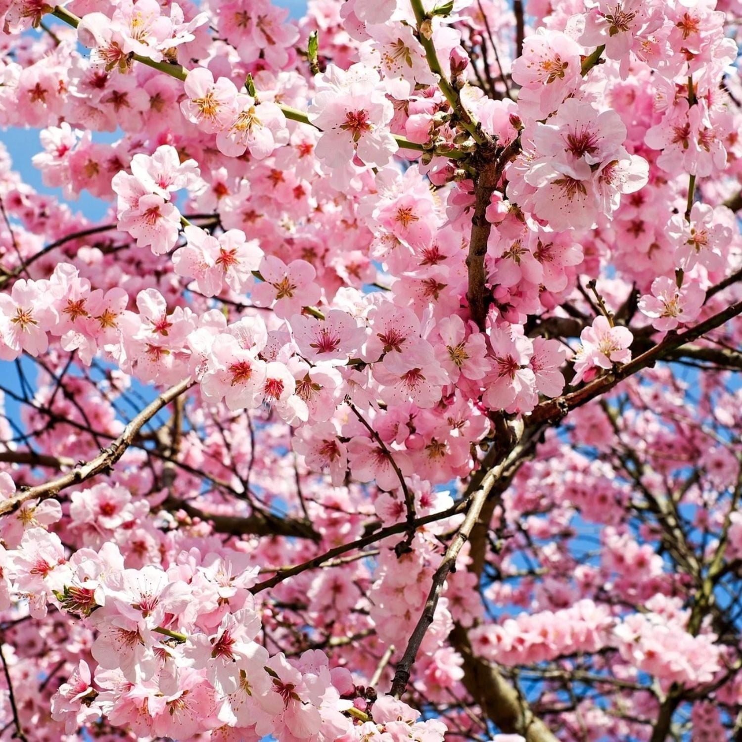 Expert Gardener 3-4 ft. tall Shirofugen White Flowering Cherry Live Tree in 7-Gallon Grower Pot