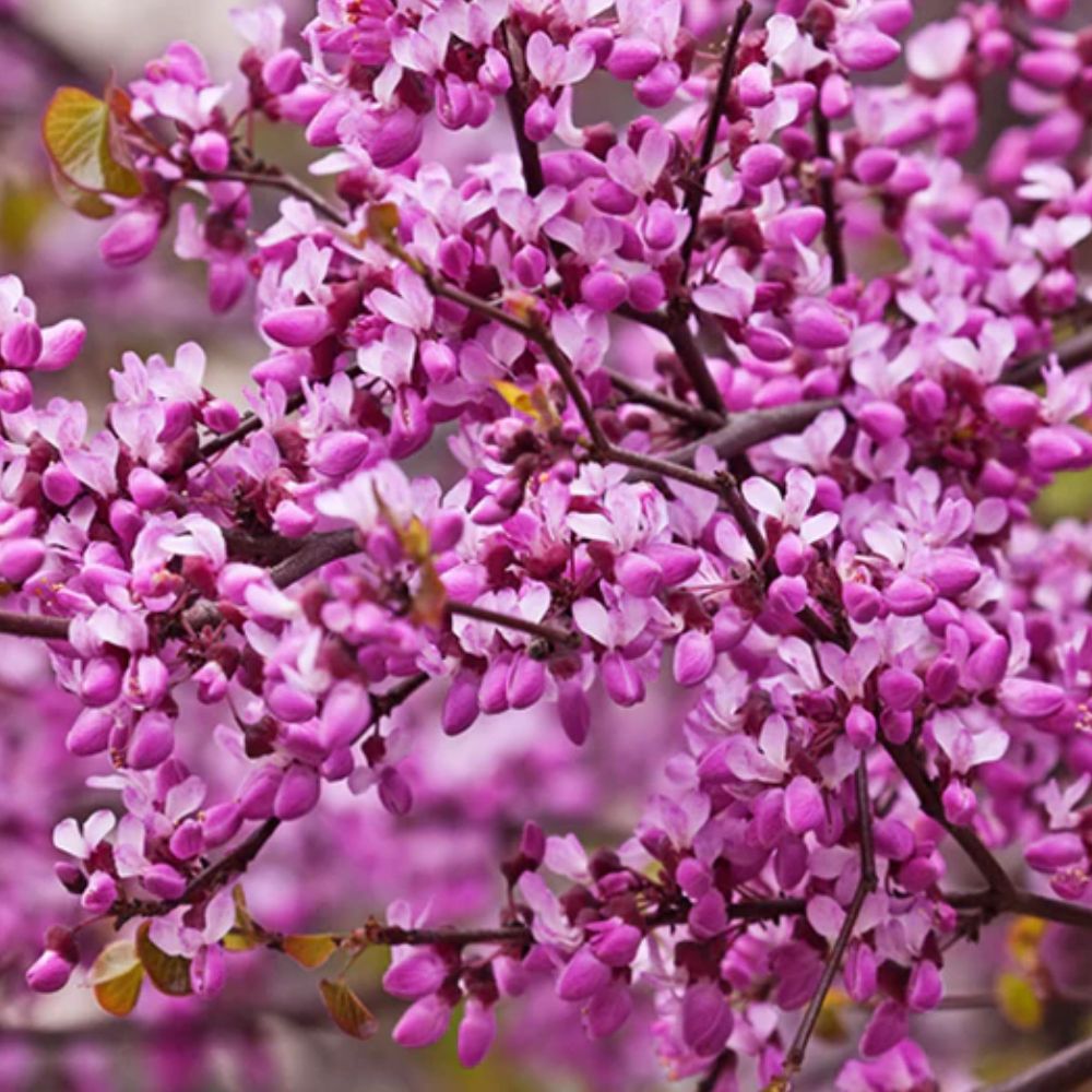Expert Gardener 3-4 ft. Forest Pansy Redbud Live Tree in 7-Gallon Grower Pot