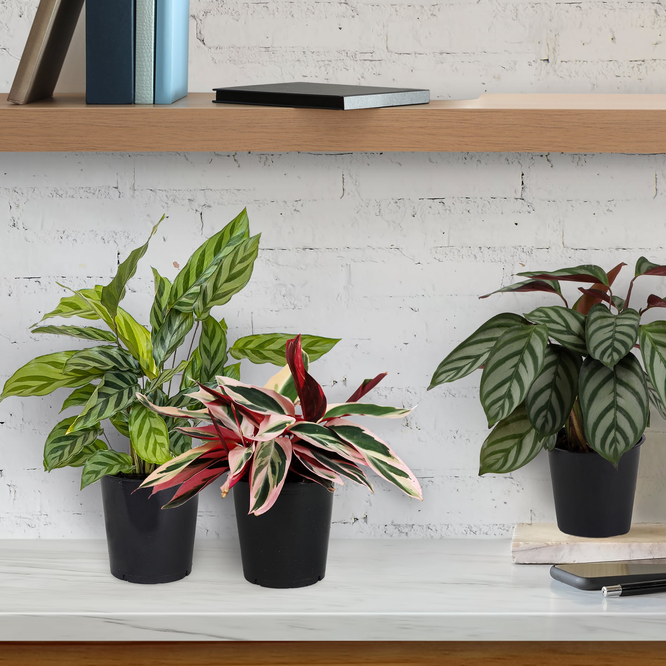 6P Calathea (assorted), Grower Pots, Live Plants