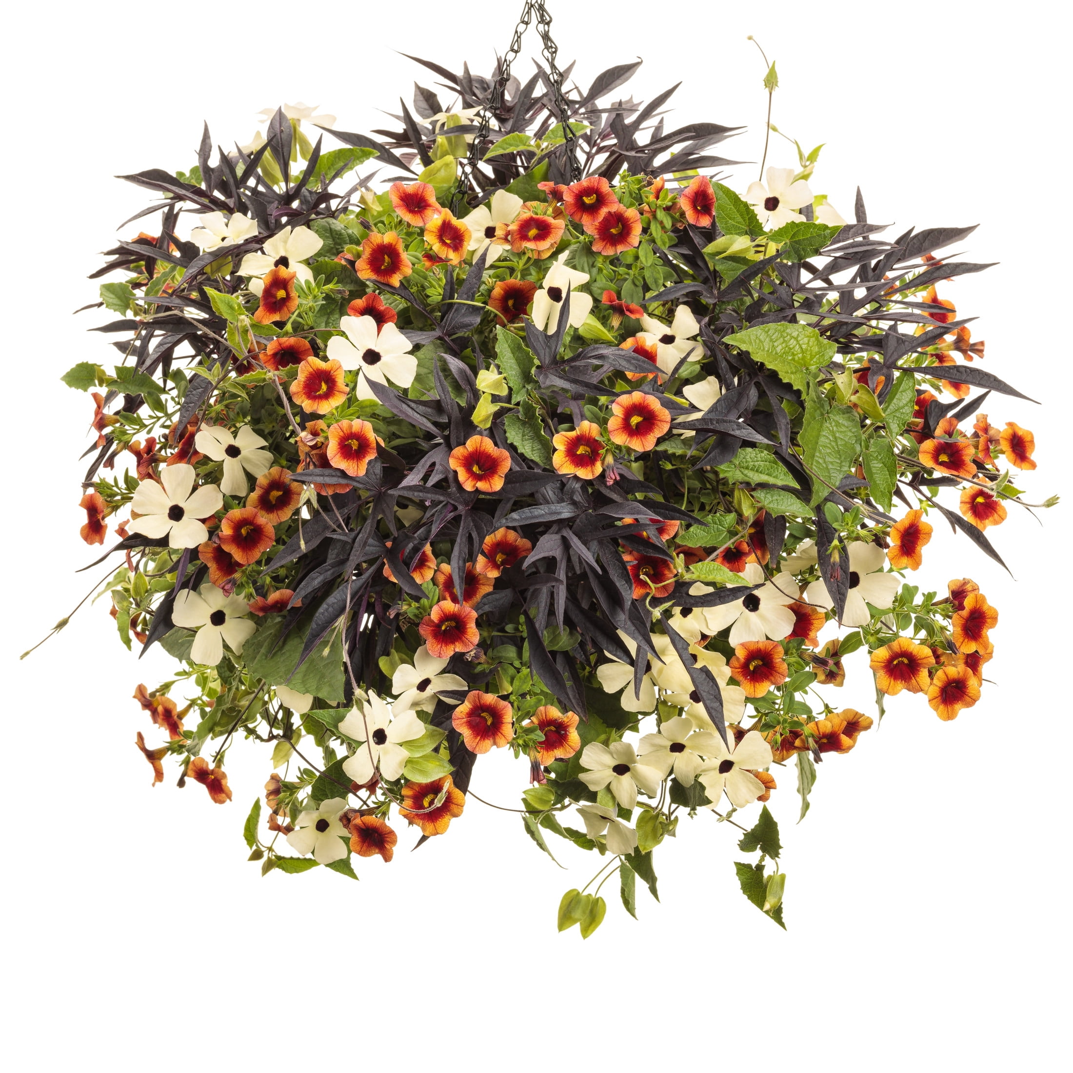Proven Winners 8" Orange Tangerine Slice A-Peel Black-Eyed Susan Vine Live Plant in 6.5" Pot
