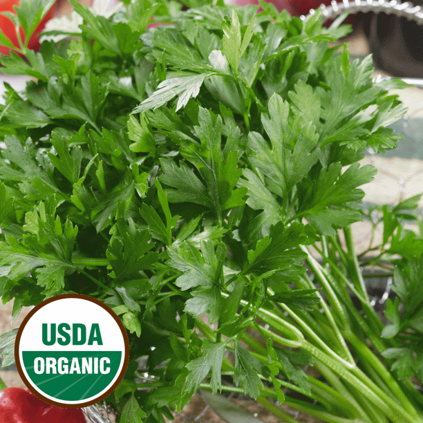 Everwilde Farms 500 Organic Plain Single Parsley Seeds Gold Vault