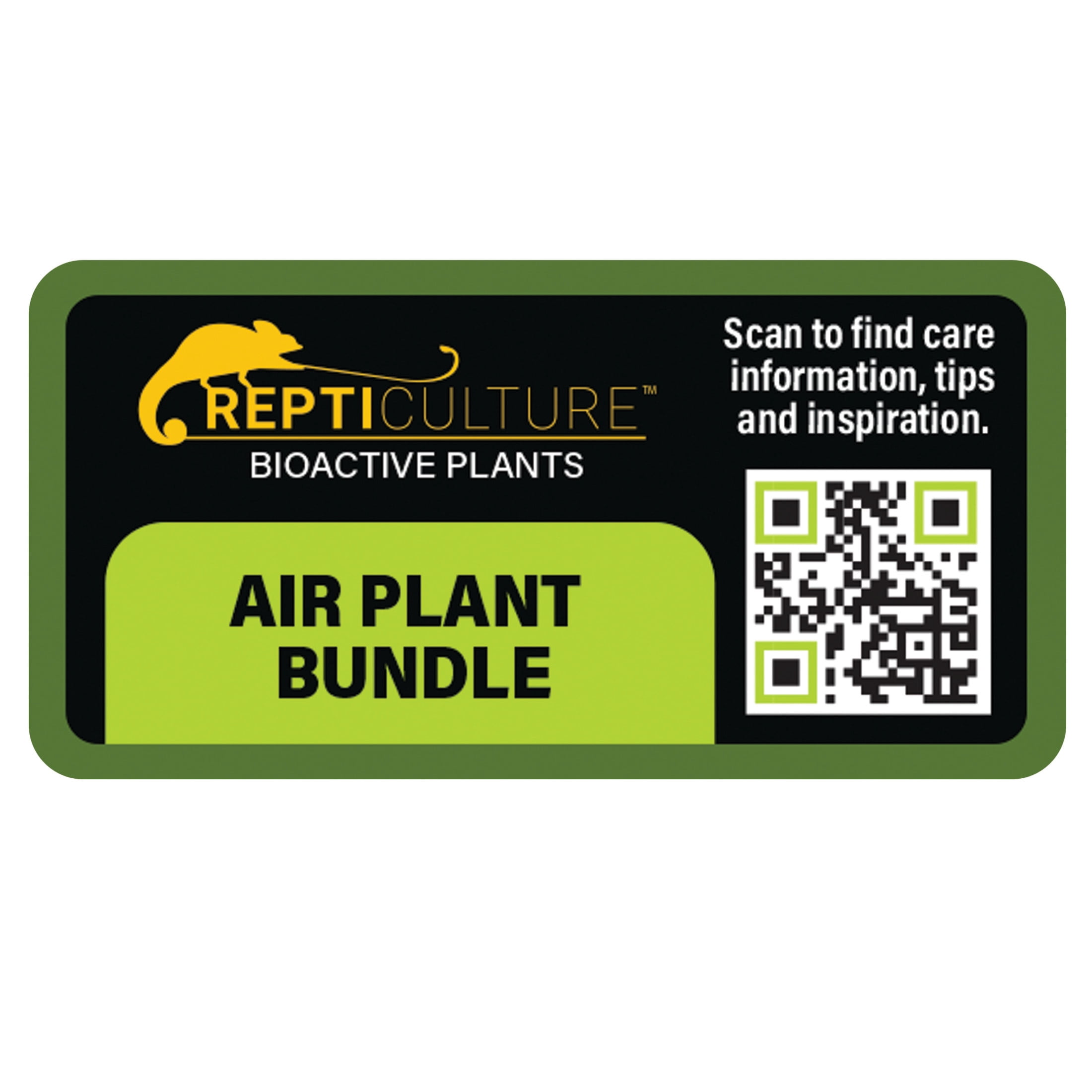 ReptiCulture Air Plant Bundle