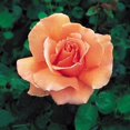 thumbnail image 4 of 30 Seeds| Just Joey Rose Bush Flower Seeds#1048 |BUY 4 GET 1 FREE|, 4 of 4