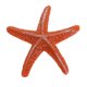 thumbnail image 5 of 2 Piezas De Plantas De Acuario De Acuario Artificial Plantas De Acuático Ornamento De Fondo Tipo 5 - Naranja Zulema Decoración del tanque de peces de acuario, 5 of 7