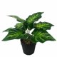 thumbnail image 1 of Planta verde pequeña planta en maceta planta de simulación flor artificial decoración de ventanas decoración del hogar adornos simulación flor planta en maceta (corazón de hadas rojo (verde) ER, 1 of 4