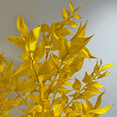 thumbnail image 5 of Bergamo Art Bundle of 4 Preserved Ruscus 22-24" long in Orange, 5 of 5