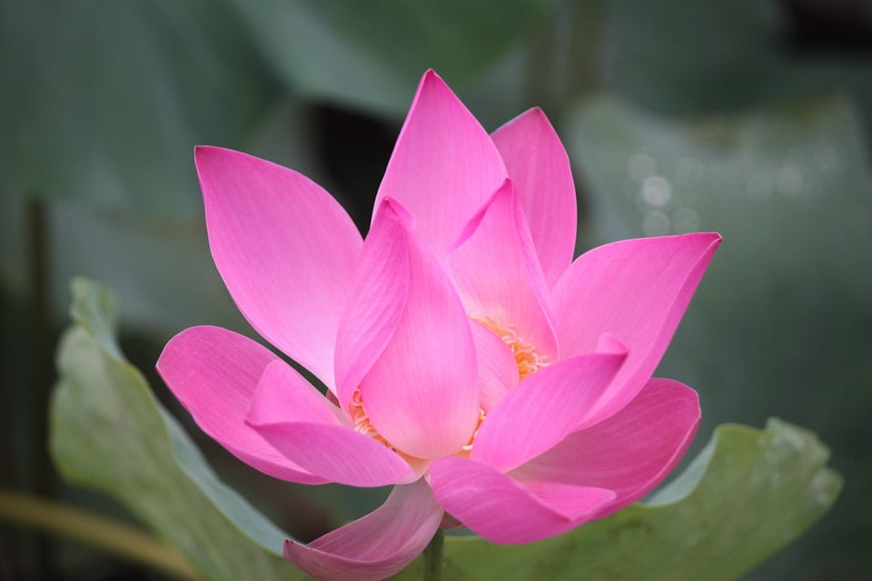 Lotus Flowers Plants Lotus Air Green20 Inch By 30 Inch