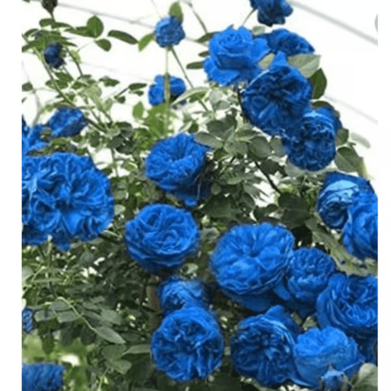 30 Blue Climbing Rose Seeds, Perennial, Authentic Seeds