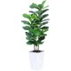thumbnail image 2 of Árbol de Higuera de Hoja de Violín con Macetero Blanco - Plantas de Higo de Seda Falsas con Hojas Grandes de Violín, Árboles Artificiales para Decoración del Hogar Interior, 2 of 4