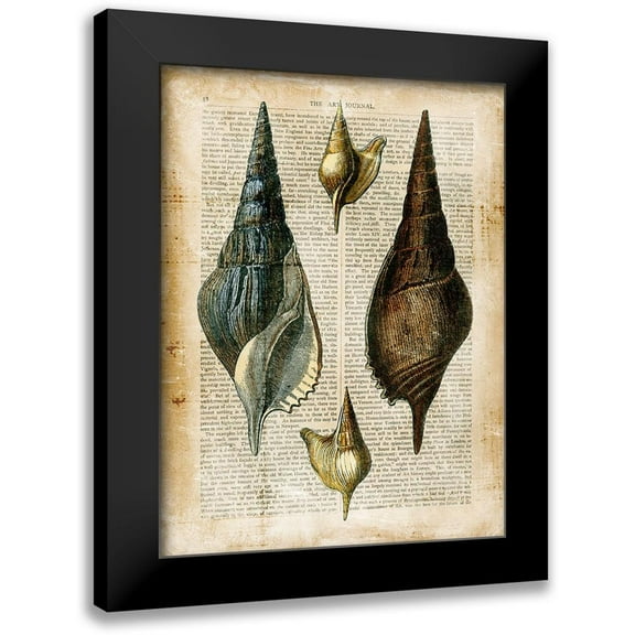 Vision Studio 12x14 Black Modern Framed Museum Art Print Titled - Small Antiquarian Seashells II