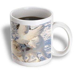 3dRose Alaska, 1002 Coastal Plain, ANWR, arctic fox - US02 SKA4937 - Steve Kazlowski, Ceramic Mug, 11-ounce