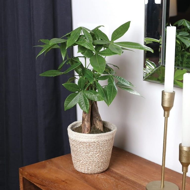 money tree home depot Money Tree for Sale main image 1