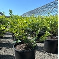 thumbnail image 3 of Powderblue Rabbiteye Blueberry - Vaccinium ashei 'Powderblue', 3 of 5