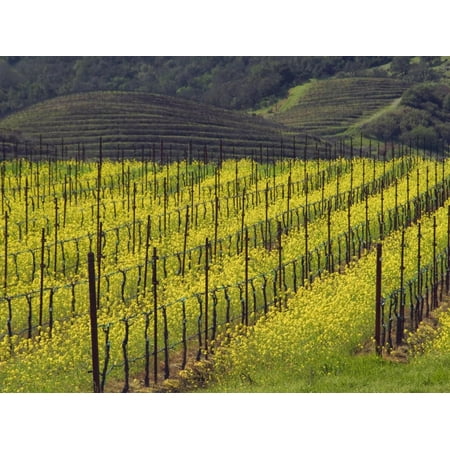 Oakville Napa Valley - Springtime Mustard Flowers, Napa Valley, Oakville, California Print Wall Art By Janis Miglavs