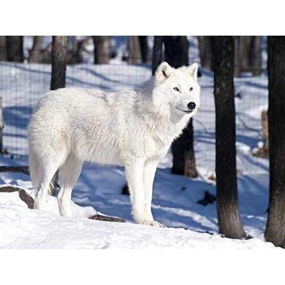 White Artic Wolf Edible Icing Image Cake topper fits 1/4 Sheet cake or larger