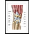 thumbnail image 2 of Art.com Anatomy of Human Knee Joint Art Print, Black Frame Wall Art, 21" x 29", 2 of 5
