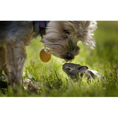 - A cute Yorkie dog sniffing a little baby bunny rabbit nestled in the grass Kentucky United States of America PosterPrint