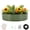 Green, variant on 4x4x1ft Galvanized Raised Garden Bed Kit, Round Raised Beds with Open-Ended Base, Metal Planter Box for Vegetables, Flowers, Herbs & Fruits