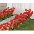 thumbnail image 2 of All-Weather Red Geranium Bush by OakRidge™, 2 of 4