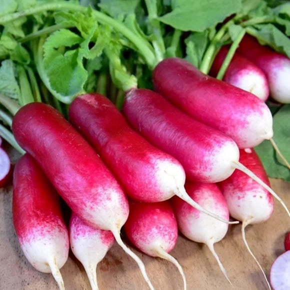 HJADGG Graines de Radis Déjeuner Français 20 Jours Non OGM Légume d'Héritage pour Plantation