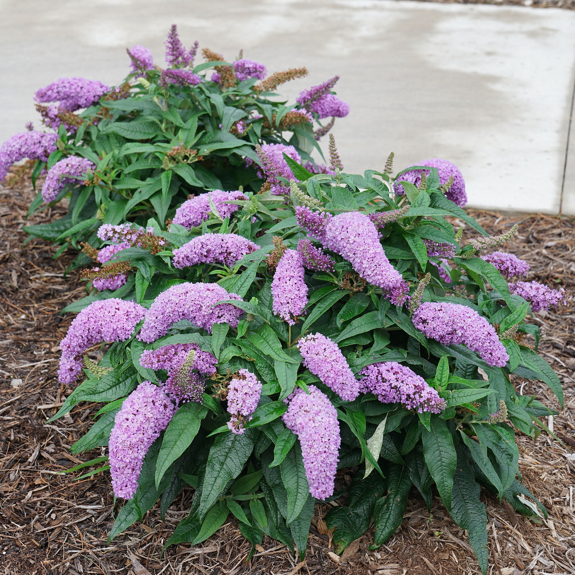 Proven Winners ColorChoice Pugster Amethyst Buddleia Live Shrub (2 Gallon)