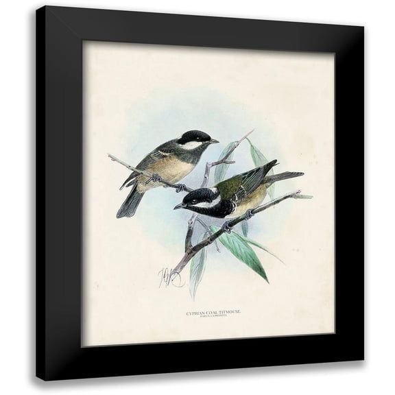 Unknown 12x14 Black Modern Framed Museum Art Print Titled - Antique Birds VII