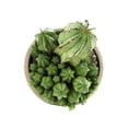 thumbnail image 5 of Altman Plants Tanzanian Zipper Plant, Euphorbia Cactus | 6in Décor Pot, Filtered Sun, Exotic Plant, 5 of 8