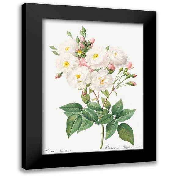 Redoute, Pierre Joseph 11x14 Black Modern Framed Museum Art Print Titled - Rosa Noisettiana, Rose of Philippe Noiselle