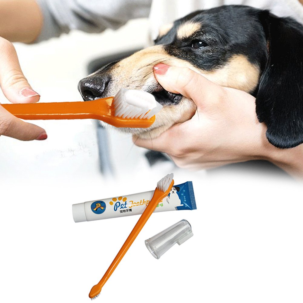 What Is The Safest Dog Toothpaste