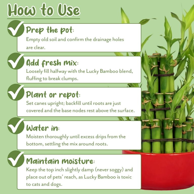 picture of peace lily plant Peace Lily 10