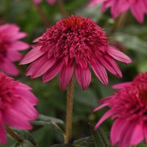 50 Watermelon Coneflower Seeds – Echinacea Perennial Flower Seeds for Garden Pollinators