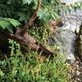 thumbnail image 2 of Atlantic 16" FastFalls, 2 of 5