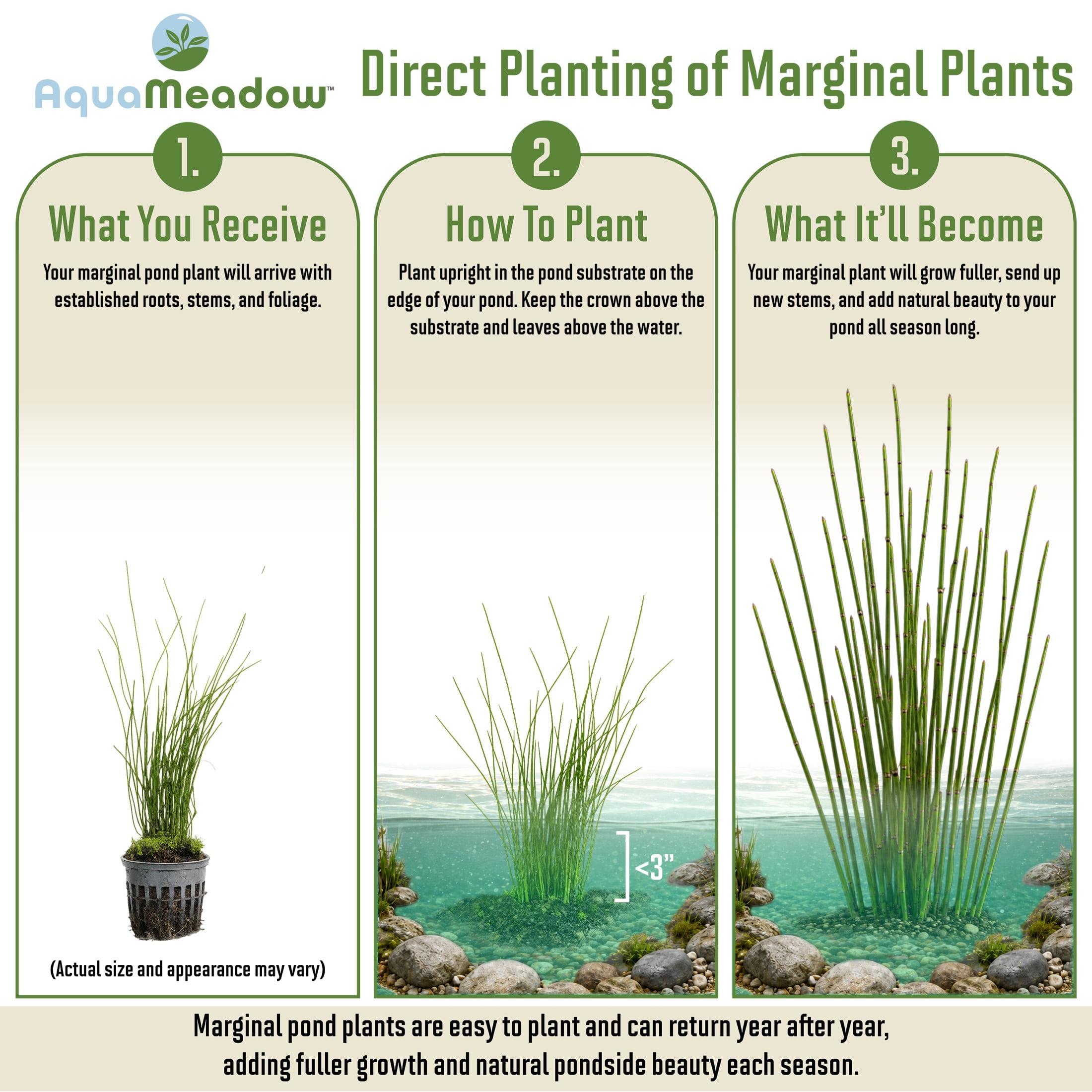 AquaMeadow Dwarf Horse Tail Rush Potted Reg 3pk