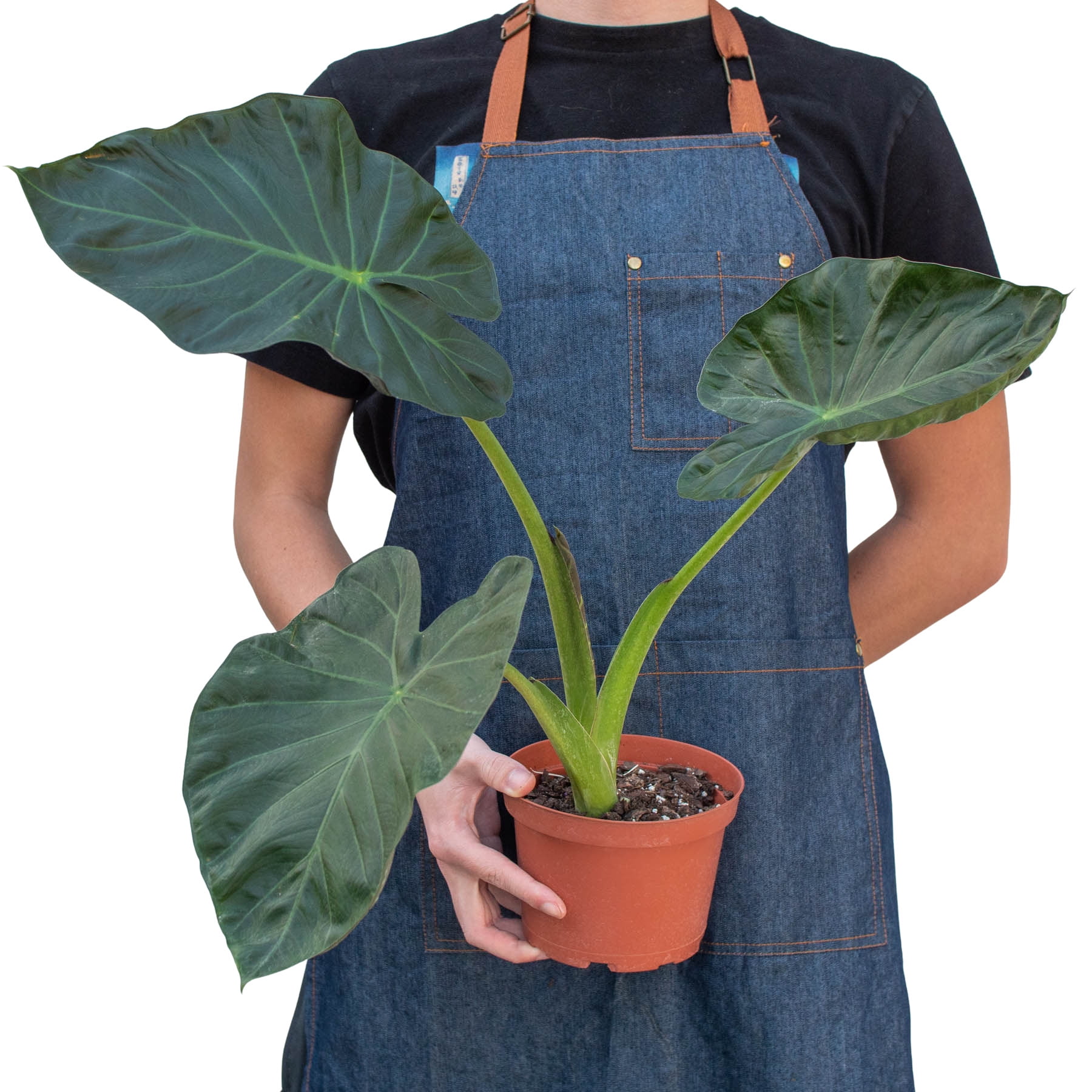 Alocasia 'Regal Shields', 6" Pot, Indoor Houseplant, Easy Care, Live Plant for Indoor & Outdoor